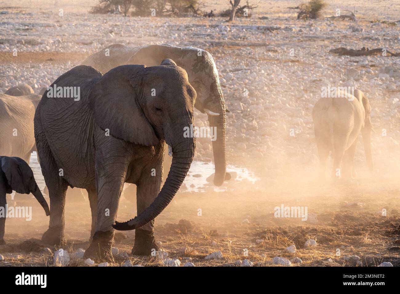 A group pf elephants covering themselves in dirt after having taken a