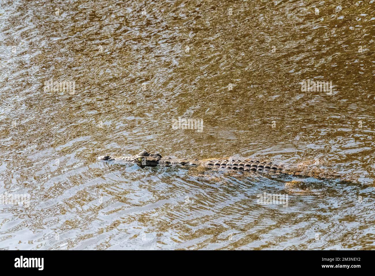 Telephoto shot of a Nile Crocodile, Crocodylus niloticus, floating in the Chobe river. Chobe National Park, Botswana. Stock Photo