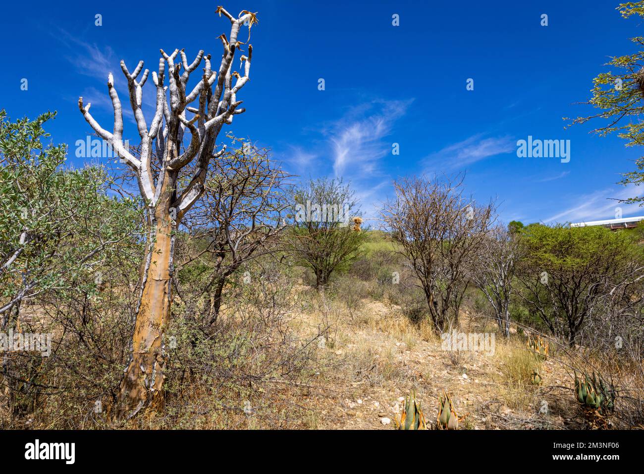 Namibia Native Trees National botanic garden namibia hi-res stock photography and images - Alamy