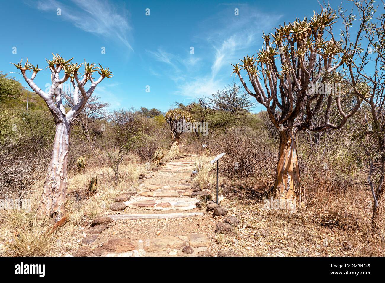 Nature of Namibia. Different types of trees and shrubs found in Namibia. Species found only in