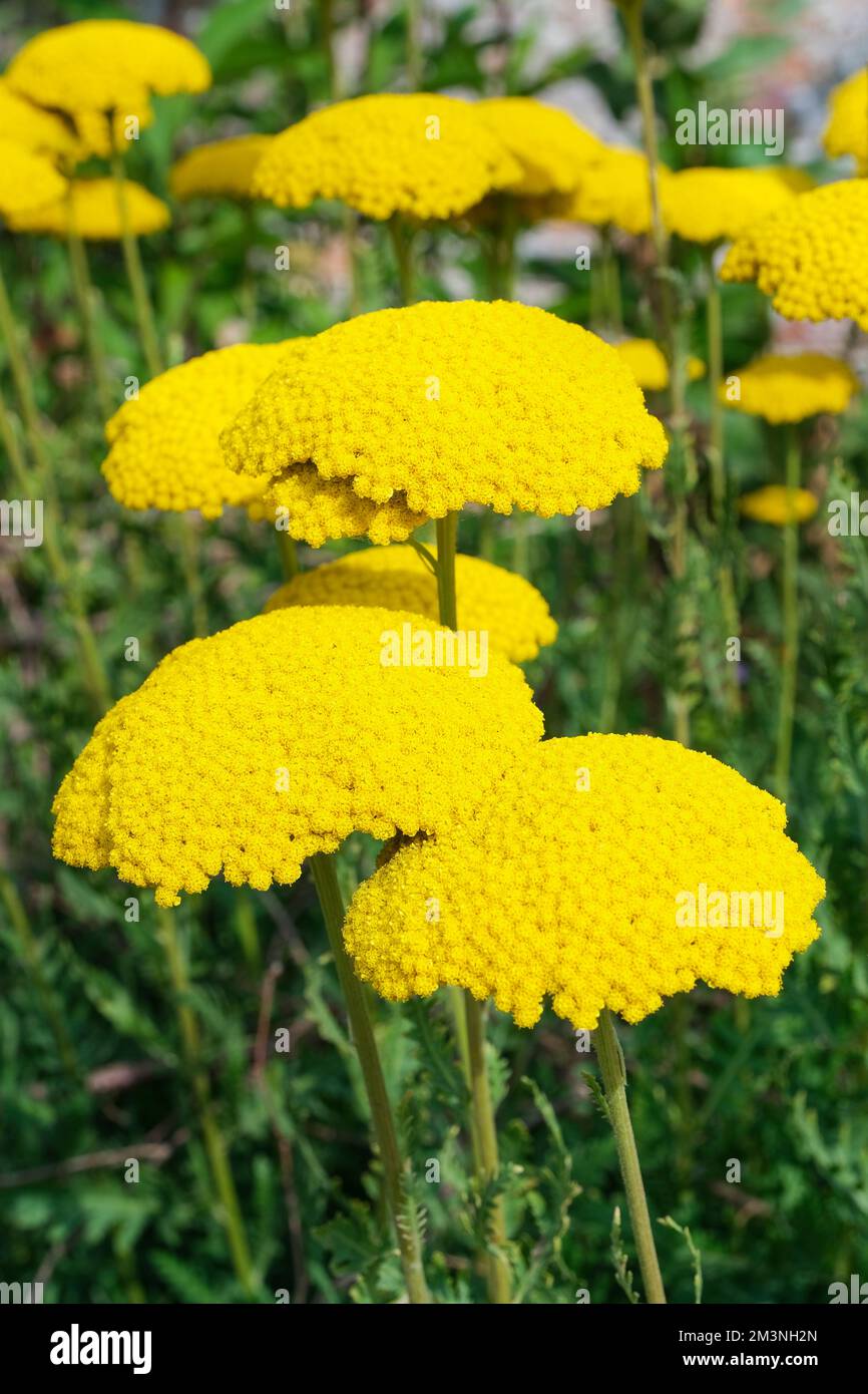 Achillea filipendulina Gold Plate, Achillea Gold Plate, yarrow Gold Plate, herbaceous perennial, golden-yellow flowers Stock Photo