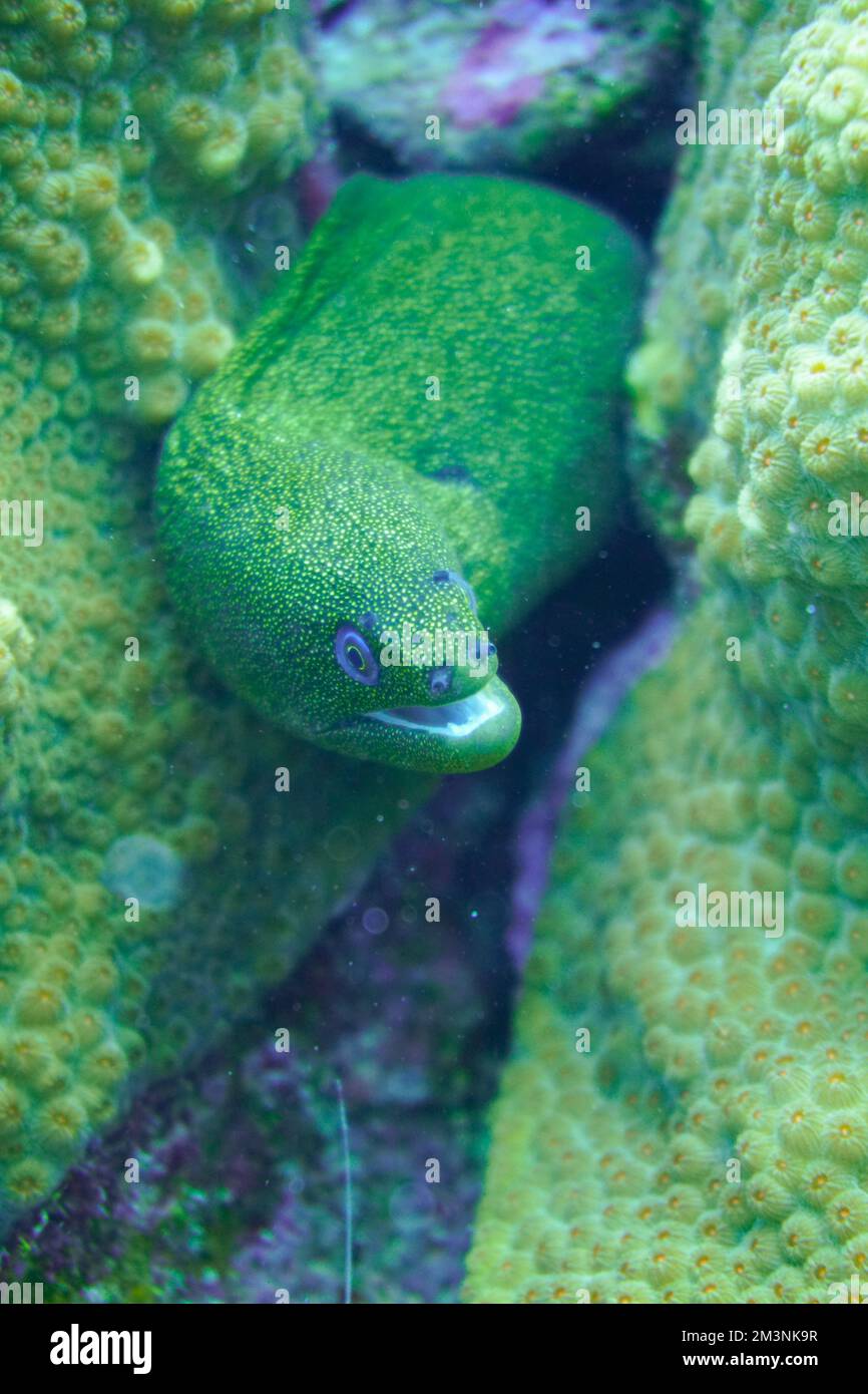 A beautiful spotted moray eel in the colourful coral reef. Scuba Diving
