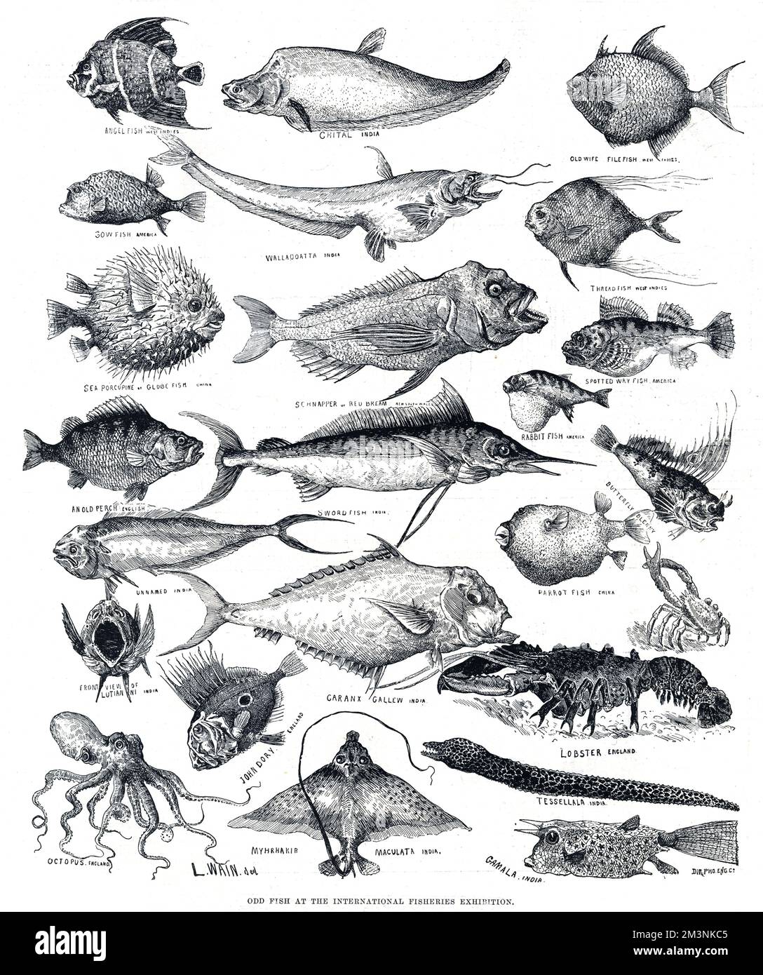 Indian threadfish - Wikipedia