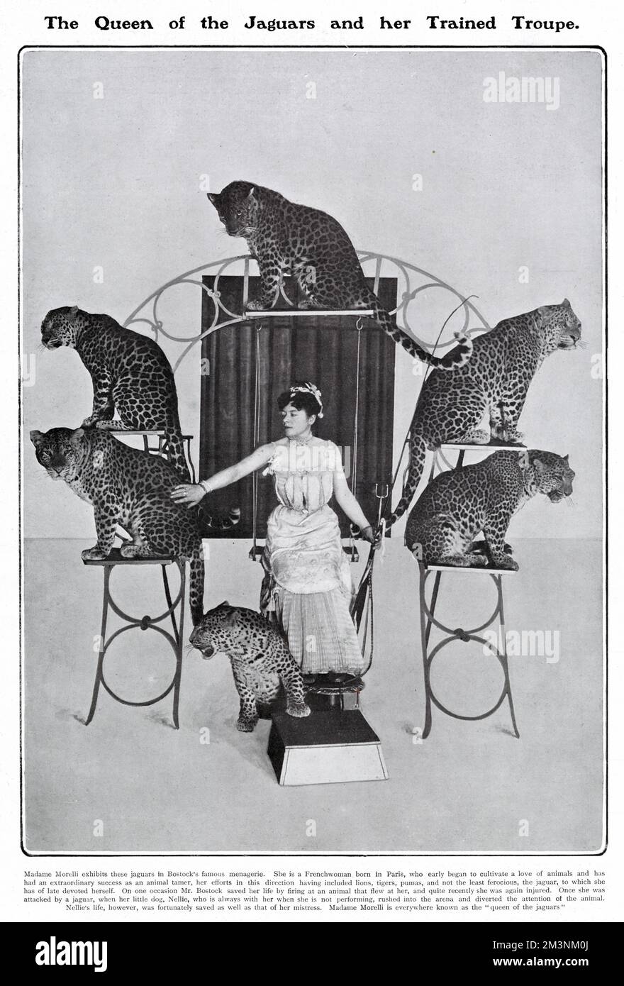 Madame Morelli pictured with her jaguars, part of Bostock's famous menagerie.       Date: 1904 Stock Photo
