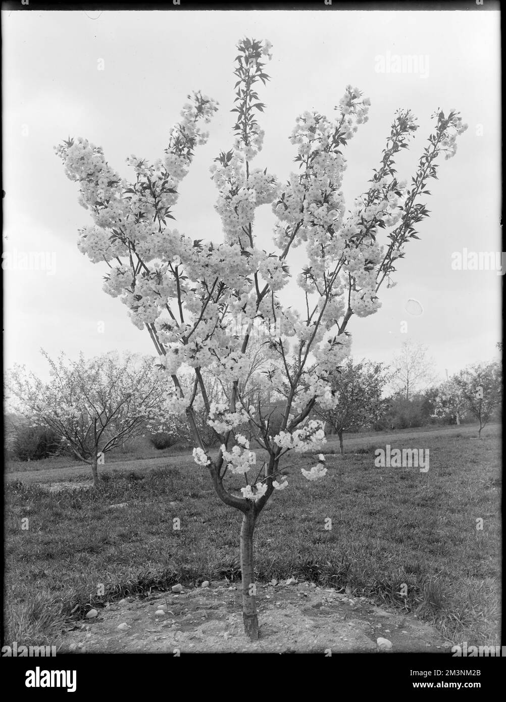 Prunus serrulata Horinji, Japan, whole tree , Cherry trees, Flowers
