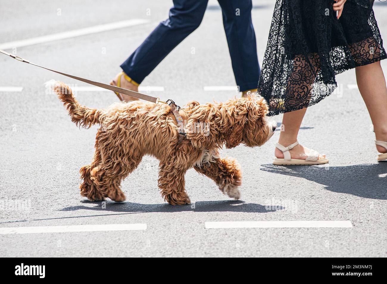 Funny shaggy dog on a leash crosses the road at a traffic light with