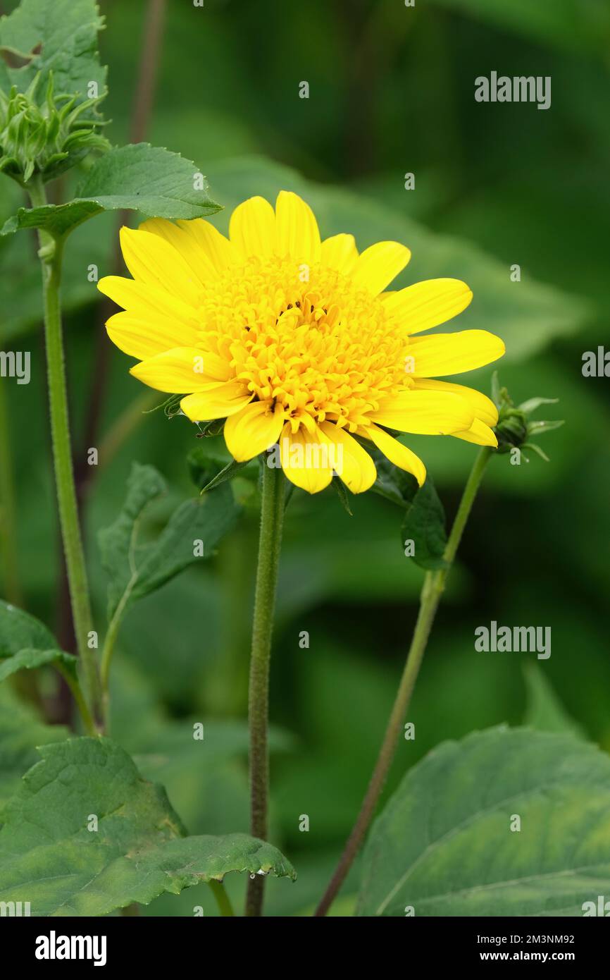 Helianthus Morning sun, Helianthus laetiflorus, Helianthus decapetalus Morning Sun, Morning Sun Sunflower, Large anemone-centred perennial sunflower Stock Photo