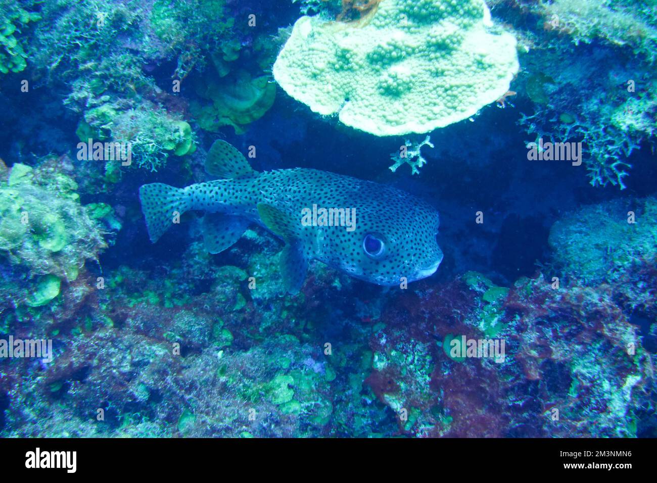 Porcupine fish, pufferfish with military camo pattern Fugu In The