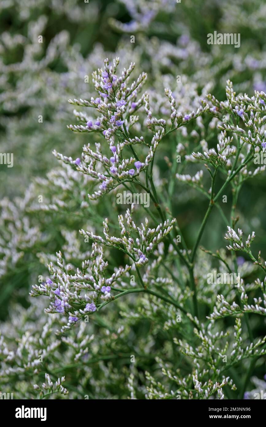 Limonium platyphyllum, broad-leaved statice, Limonium latifolium, perennial, sprays of tiny flowers with white calyx-tubes and pale violet petals Stock Photo