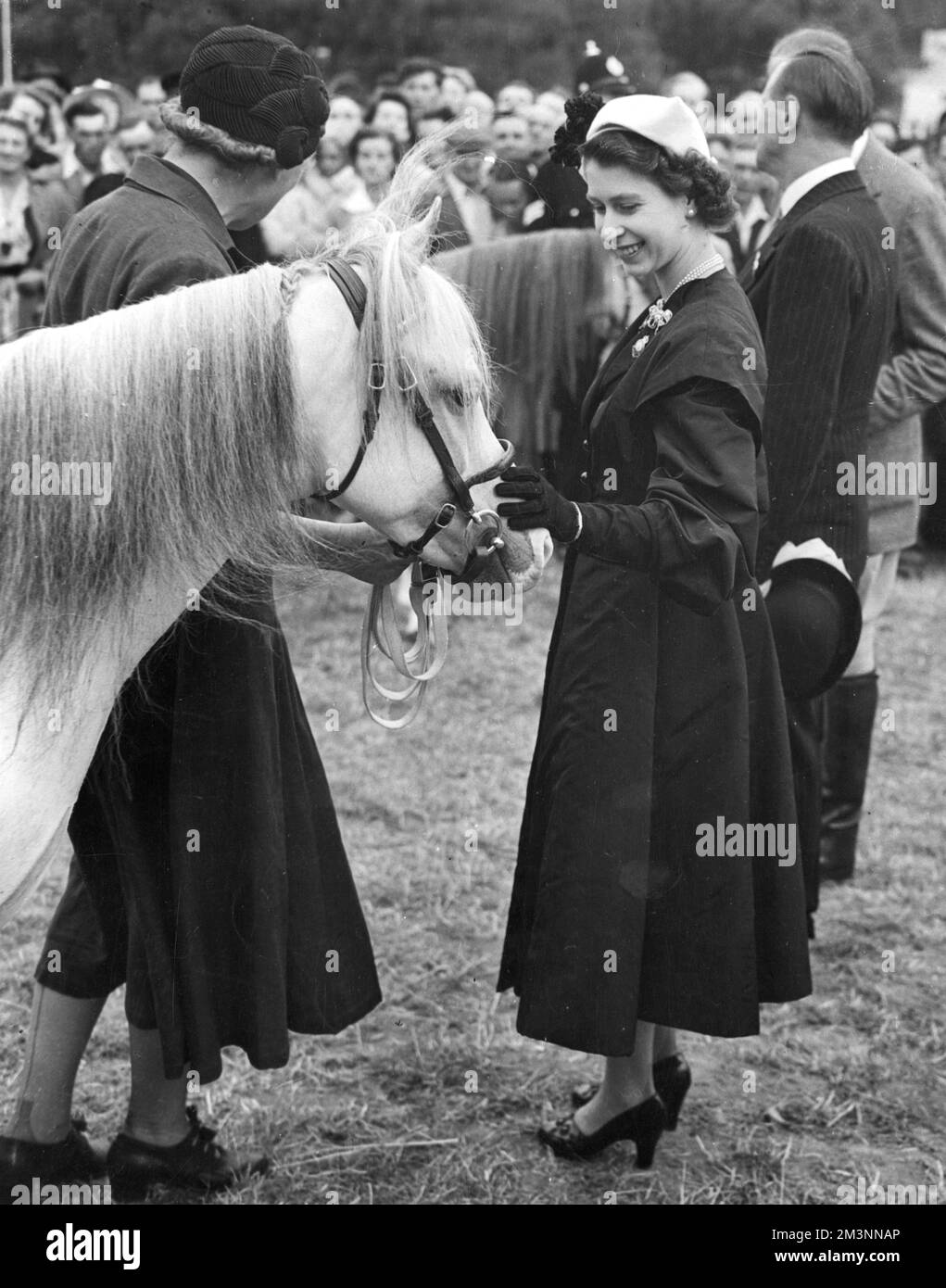 Queen Elizabeth II attending the Royal Agricultural Society show at Newton Abbot in Devon, seen patting one of the winners in the pony class.     Date: 1952 Stock Photo