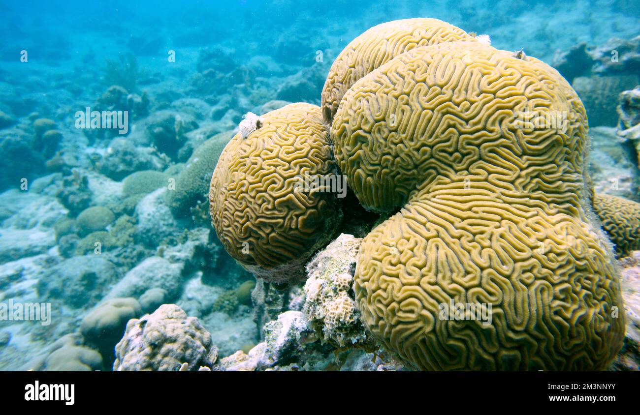 Beautiful Brain Coral In The Caribbean Sea. Blue Water. Relaxed, Curacao, Aruba, Bonaire, Animal, Scuba Diving, Ocean, Under The Sea, Underwater Photo Stock Photo