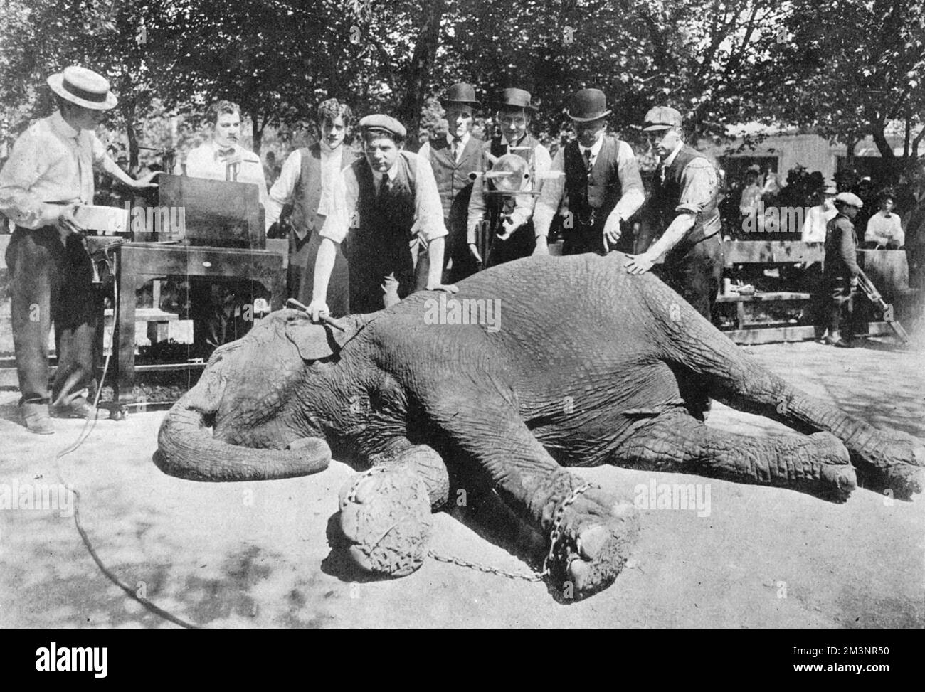 In an effort to locate a diamond ring worth , three expert X-ray operators and four trained elephant attendants worked a whole day photographing by X-ray process the whole interior of the elephant.  Despite a wobbly moment where the elephant received an electric shock and leapt up, the operation was eventually located and retrieved by a successful decoration.     Date: 1909 Stock Photo