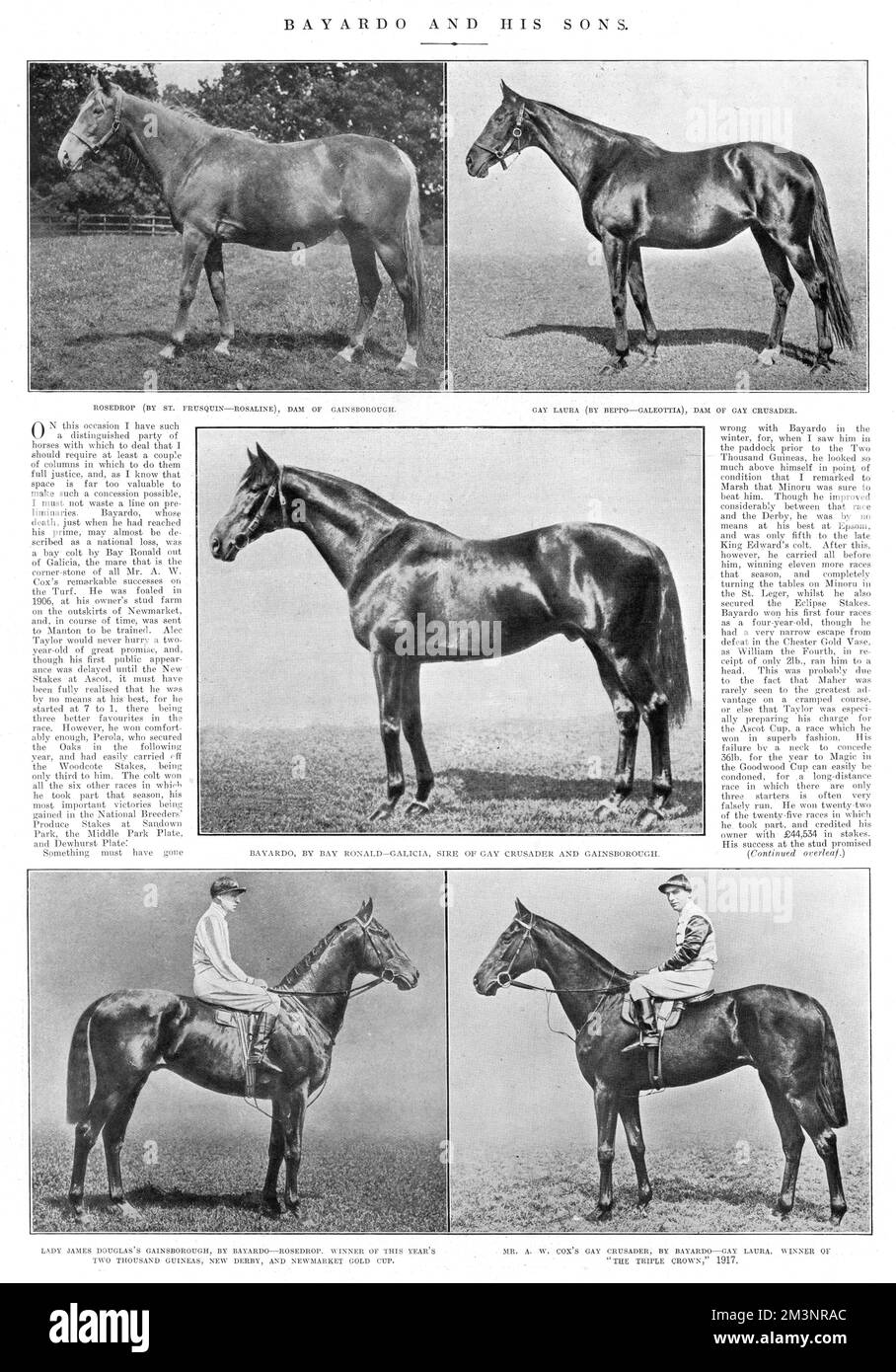 Lady James Douglas's thoroughbred racehorse, 'Gainsborough', who won the Triple Crown in 1918. Gainsborough's father was Bayardo and his mother, Rosedrop.     Date: 1918 Stock Photo