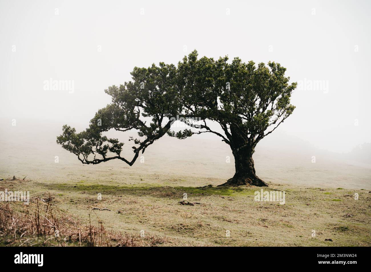 a lone tree in the middle of a foggy field at fanal on madeira Stock ...