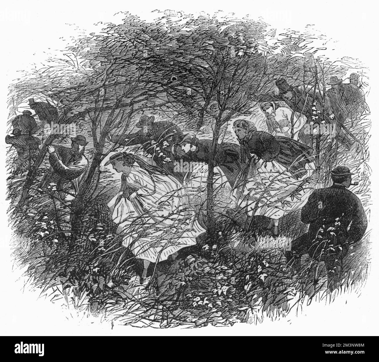 During the meeting of the British Association in Birmingham, an excursion was made to the Wrekin, a hill in Shropshire of geological interest. The party is shown here fighting its way through a tangled wood which slowed their progress.     Date: September 1865 Stock Photo