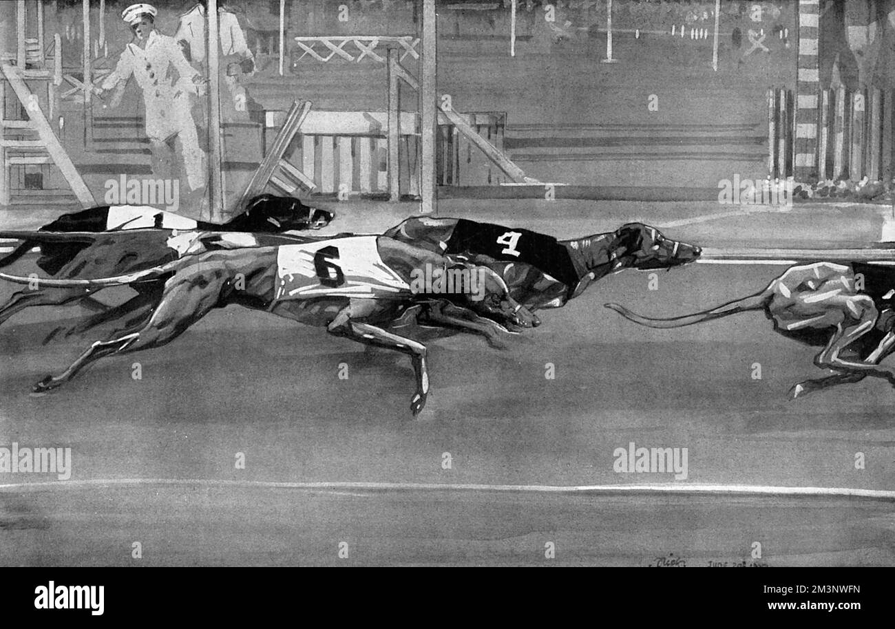 Black And White Racing Greyhound