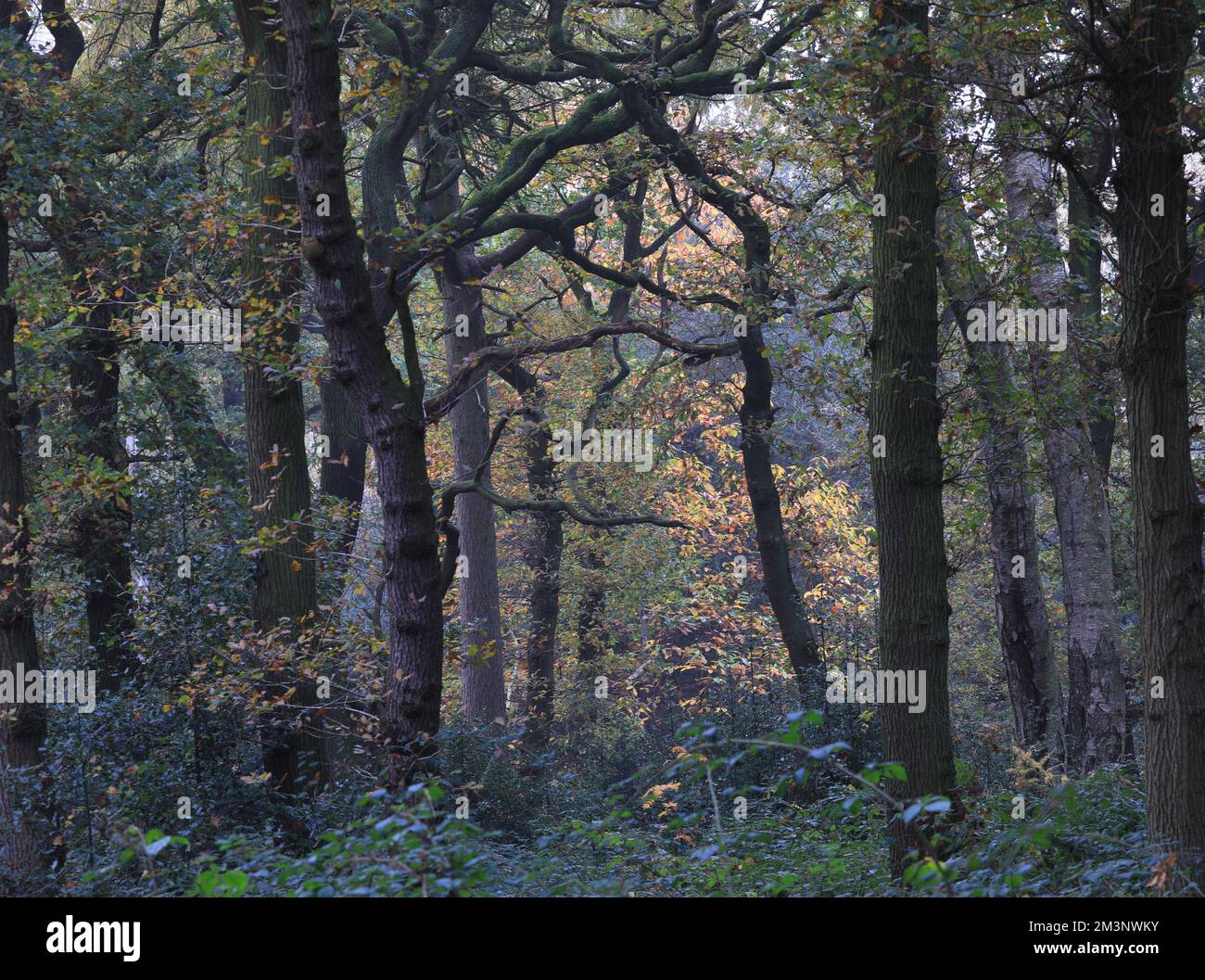 The Sutton park Birmingham in UK Stock Photo - Alamy