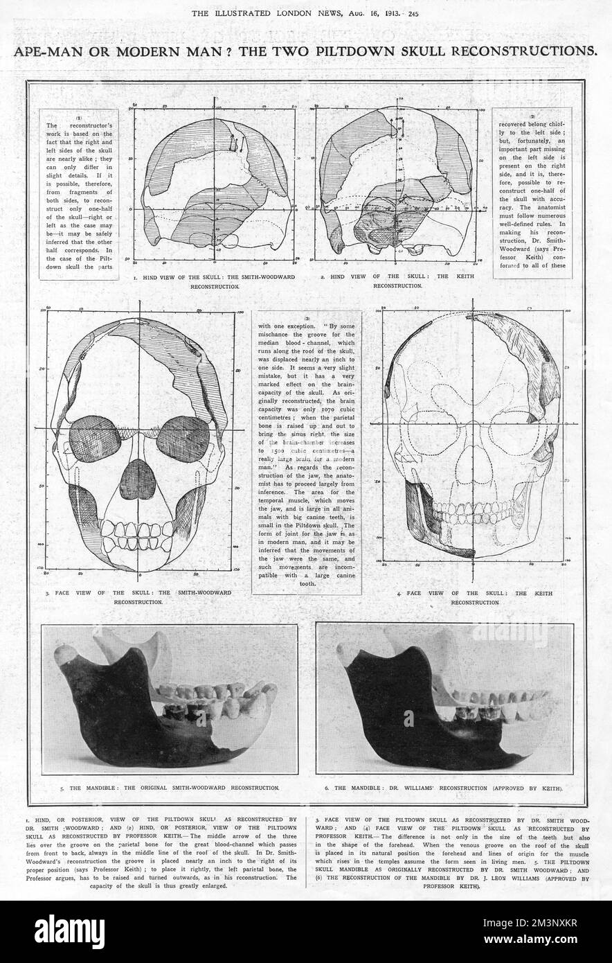 Ape-Man of Modern Man? The two Piltdown skull reconstructions. A page from the Illustrated London News, debating the merits of Dr. A. Smith-Woodward's reconstructions of the Piltdown Man's skull and mandible over the reconstructions proposed by Professor Arthur Keith and Dr. J Leon Williams. In 1953, the find proved to be a hoax; a combination of the skull of a medieval man, the jaw of an orangutan, and chimpanzee teeth.     Date: 1913 Stock Photo