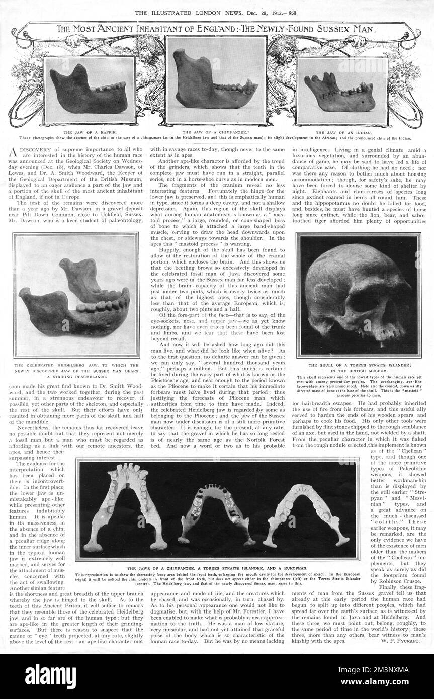 'The most ancient inhabitant of England: the newly found Sussex Man.' A page from the Illustrated London News by W.P Pycraft, examining the parallels between the Piltdown Man skull and jaw, and those of others. In 1953, the find proved to be a hoax; a combination of the skull of a medieval man, the jaw of an orangutan, and chimpanzee teeth.  1912 Stock Photo
