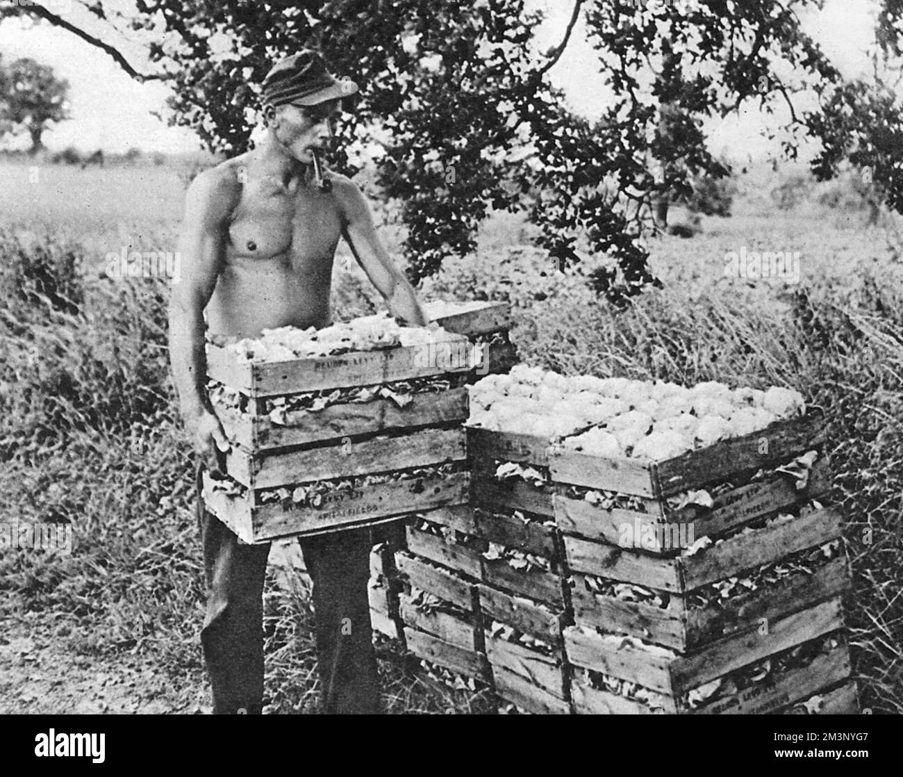 German prisoners war work Black and White Stock Photos & Images - Alamy