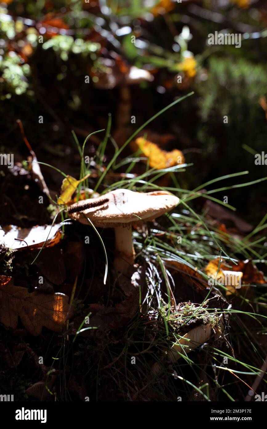 A vertical closeup shot of wild fungi growing on a forest floor Stock ...