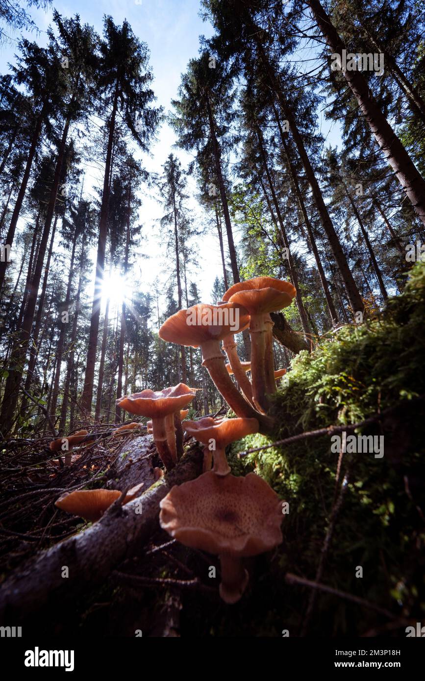 A vertical closeup shot of wild fungi growing on a sunny forest floor ...