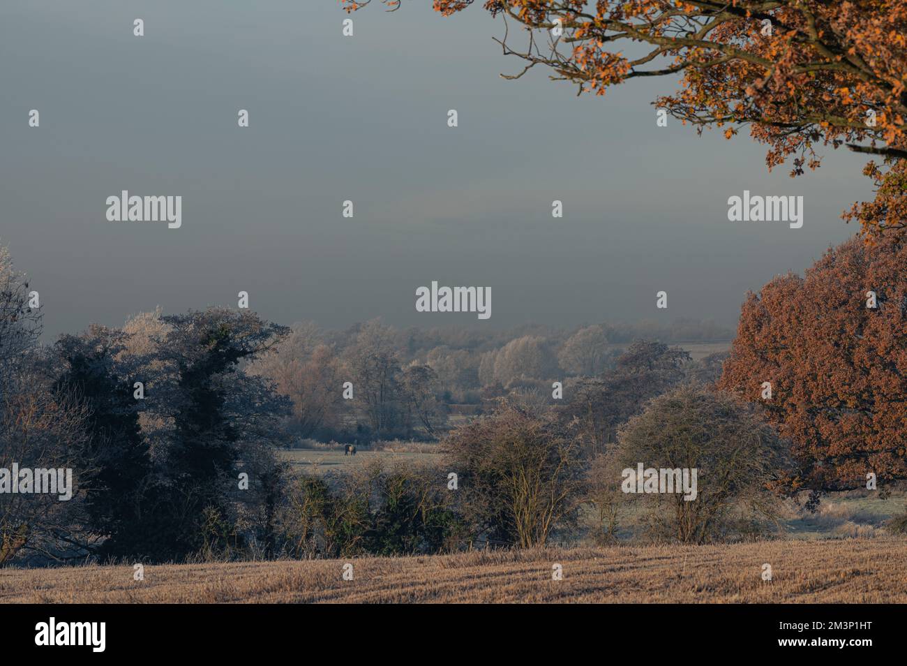 Autumn meets winter. Warm and cool tones. West Bergholt landscape, views. Essex countryside in December. Feathery frost. Stock Photo