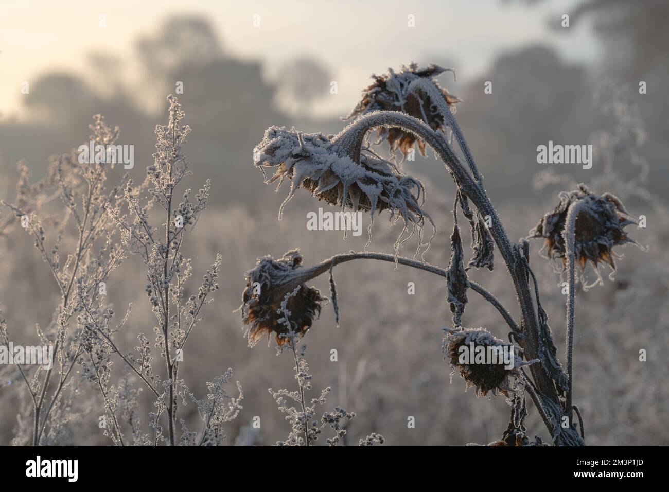 Frozen dead, withered sunflowers in warm, morning light. Hoar frost on sunflowers. Feathery frost. Stock Photo