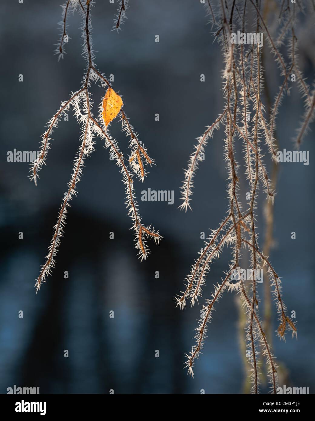 Close up on hoar frost on branches. Winter, December. Feathery frost. Stock Photo