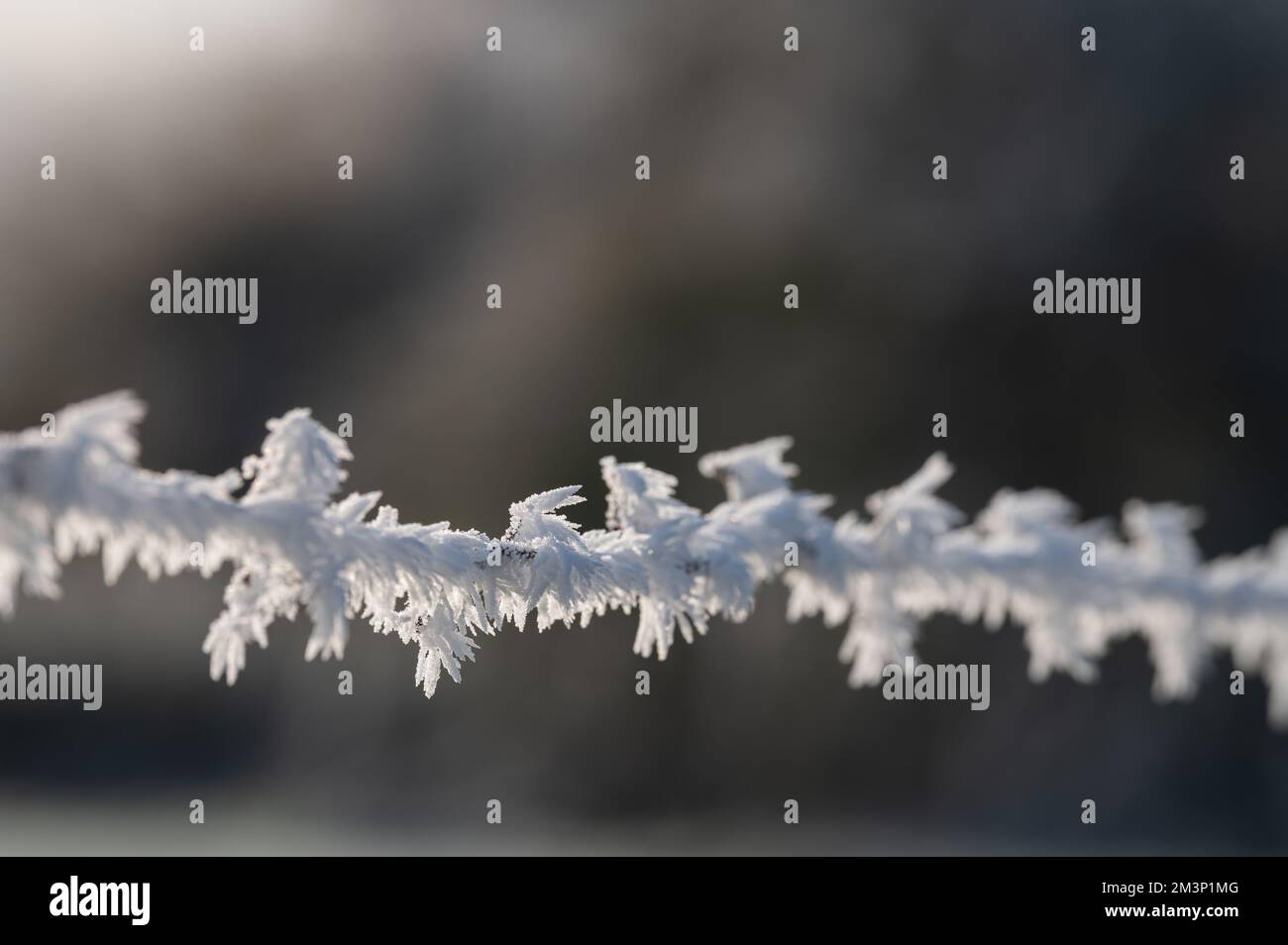 Close up on hoar frost on a barbwire. Winter, December. Feathery frost. Stock Photo