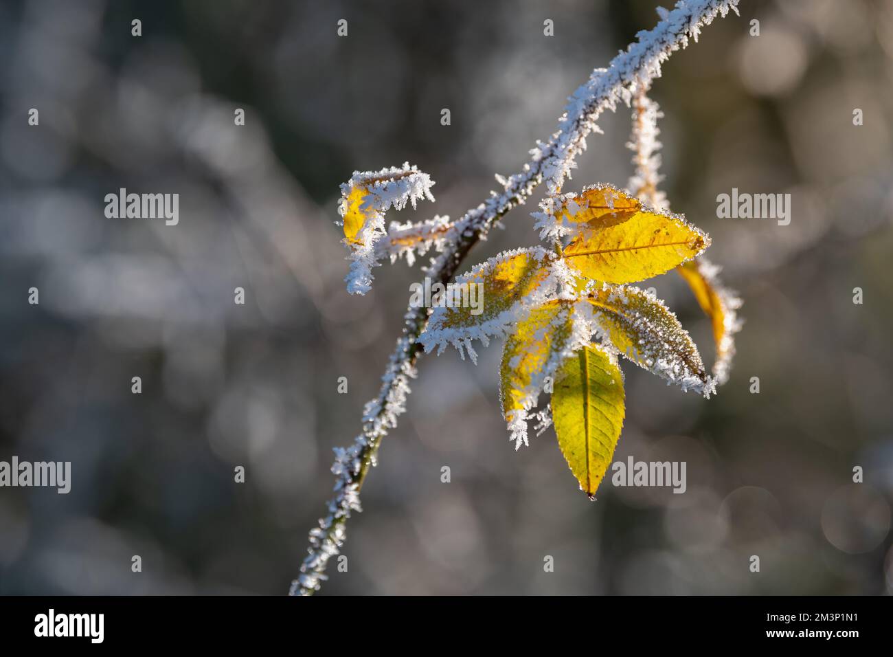 Hoar frost on yellow leaves. Autumn meets winter. Close up. Feathery frost Stock Photo