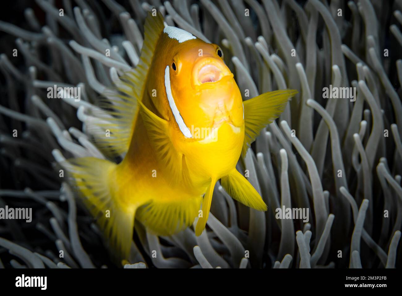 White bonnet clownfish in Papua - Rare hybrid species anemonefish found in the south pacific Stock Photo