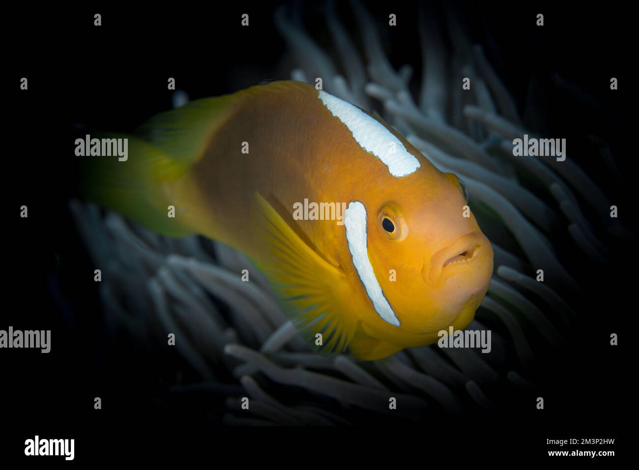 White bonnet clownfish in Papua - Rare hybrid species anemonefish found in the south pacific Stock Photo