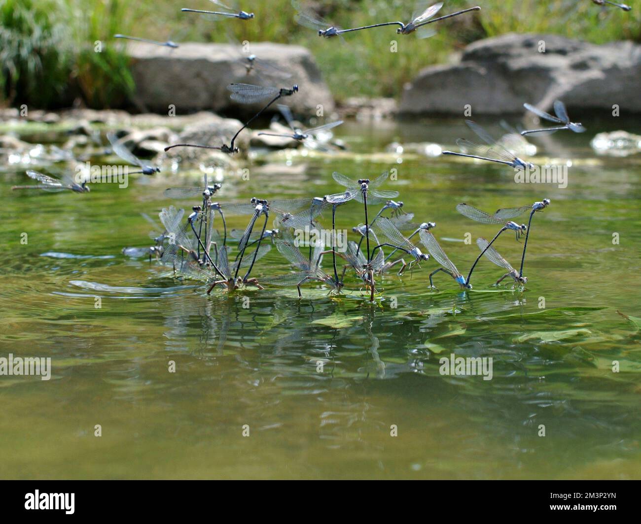 A macro shot of dragonflies flying above a lake surface Stock Photo - Alamy