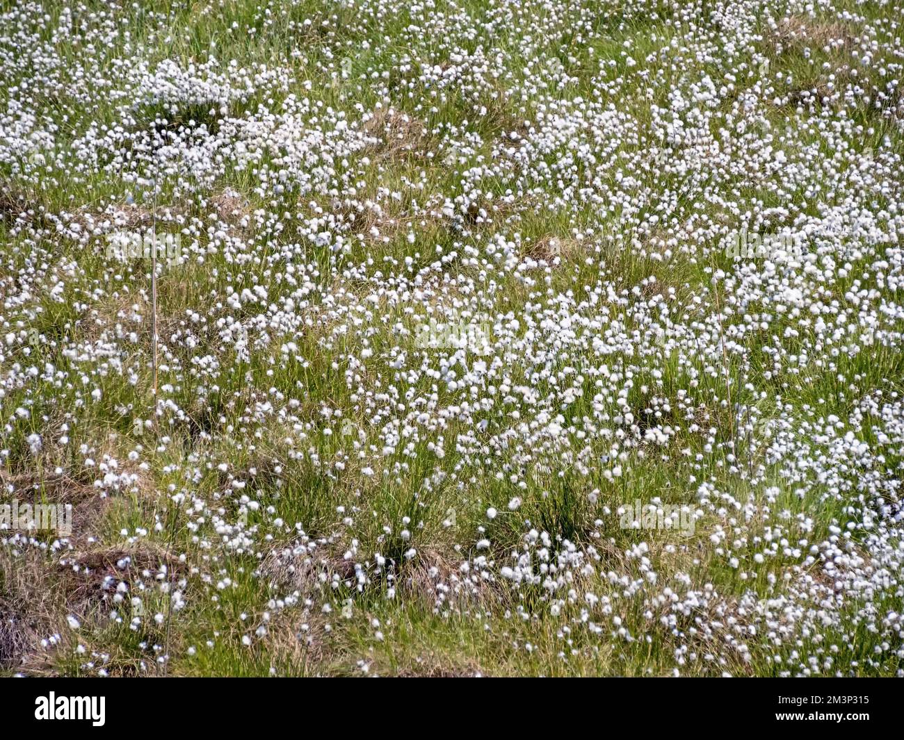 Flowering cotton grass (Eriophorum) in a moor landscape in Mecklenburg-Vorpommern, Germany Stock Photo