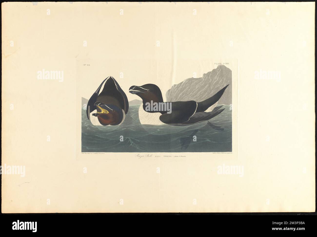 Razor bill : Alca torda. 1. Male. 2. Female. c.1 v.3 plate 214 , Birds, Razor-billed auk. The Birds of America- From Original Drawings by John James Audubon Stock Photo