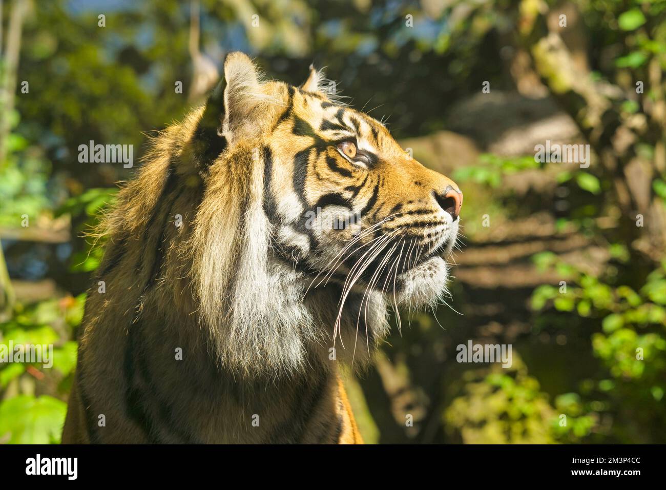 Sumatran Tiger (Panthera tigris sumatrae), Edinburgh Zoo, Scotland, UK