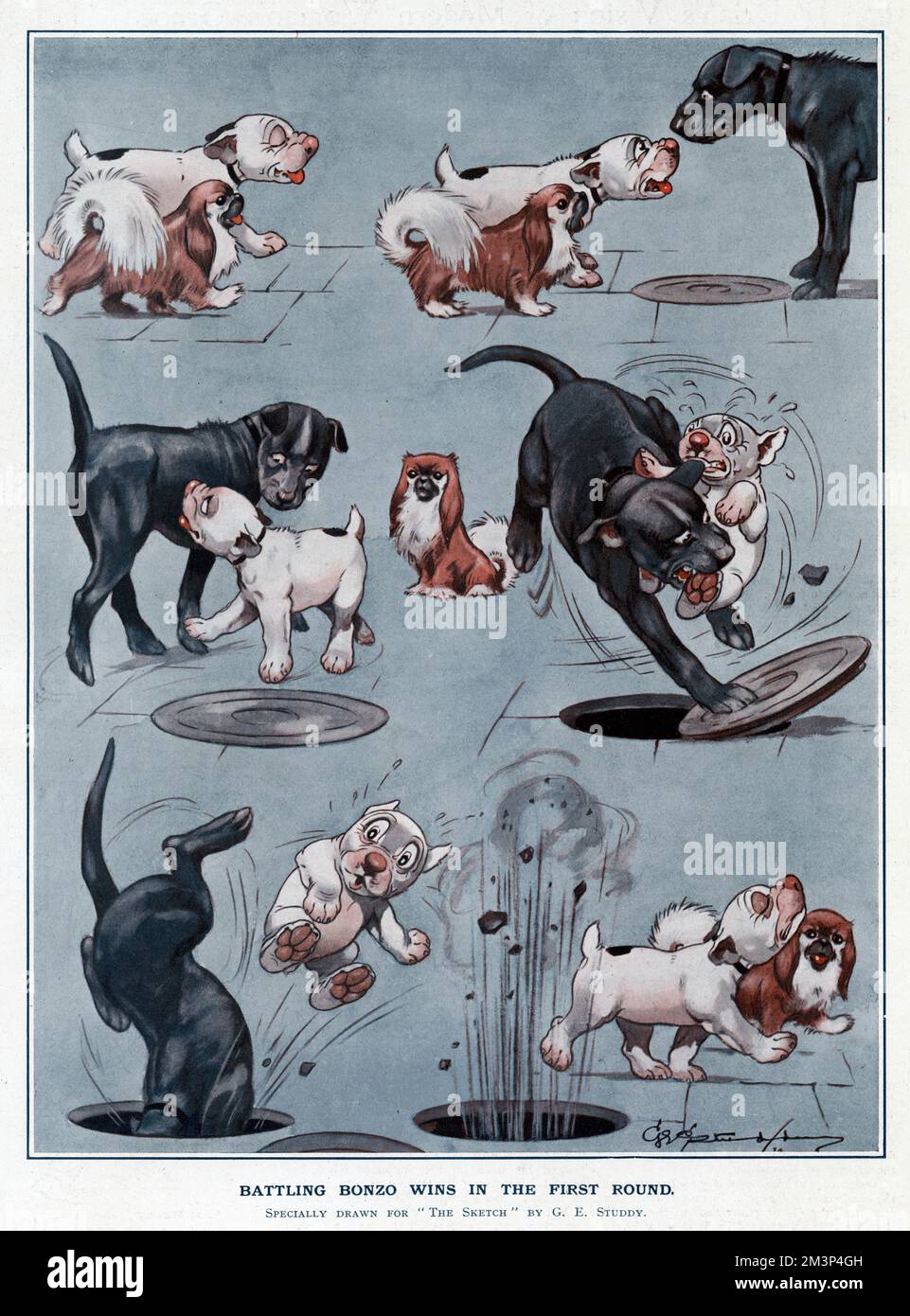 Battling Bonzo wins in the first round.  He tackles a black dog bigger than himself, and takes the credit when the enemy accidentally falls down a manhole.  George Ernest Studdy (1878-1948), was the creator of 'Bonzo', a small dog with saucer-like eyes and indiscriminate breeding who first appeared in the Sketch in 1922. The 'Bonzo' craze swept the world resulting in postcards, annuals, toys and other merchandise.  Credit should read: Estate of George Studdy/Gresham Marketing Ltd./ILN/Mary Evans     Date: 18 April 1923 Stock Photo
