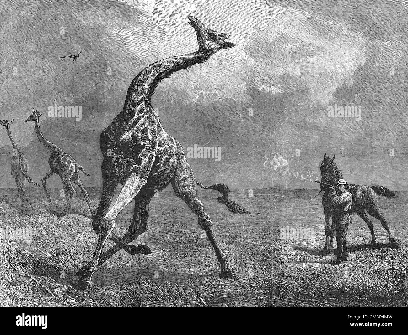 The Fall of the Giraffe. A giraffe is shot at close range by a hunter