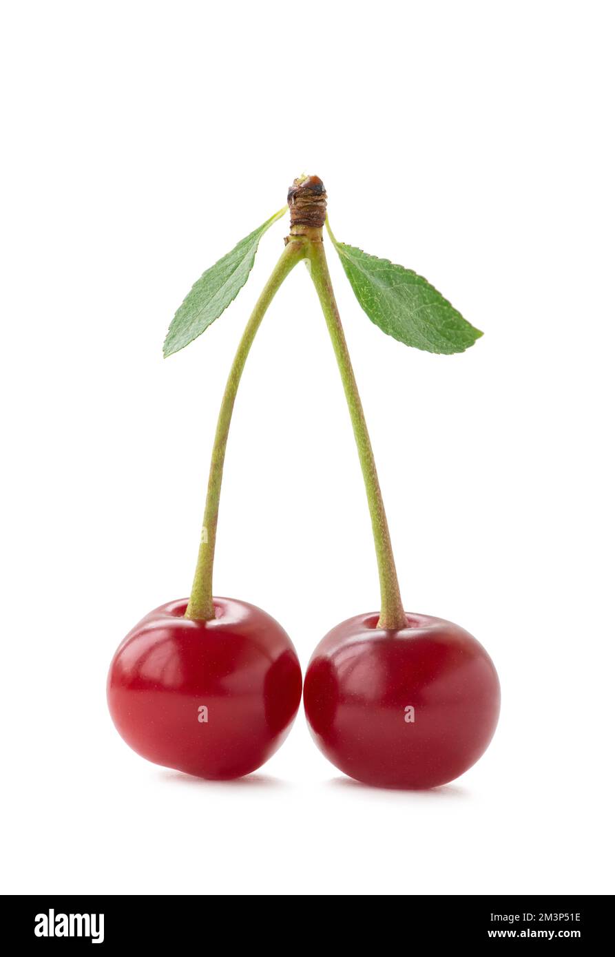 ripe cherry on isolated white background Stock Photo - Alamy