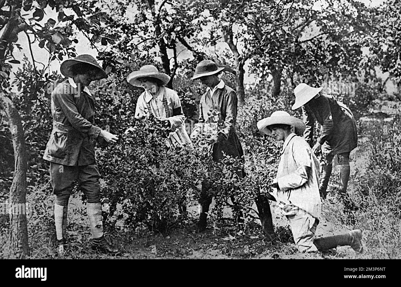 Female fruit-pickers in the fruit gardens and orchards of Evesham, picking strawberries and gooseberries to be made into jam for British troops; just one of the traditionally male roles taken over by women during the First World War.   1916 Stock Photo