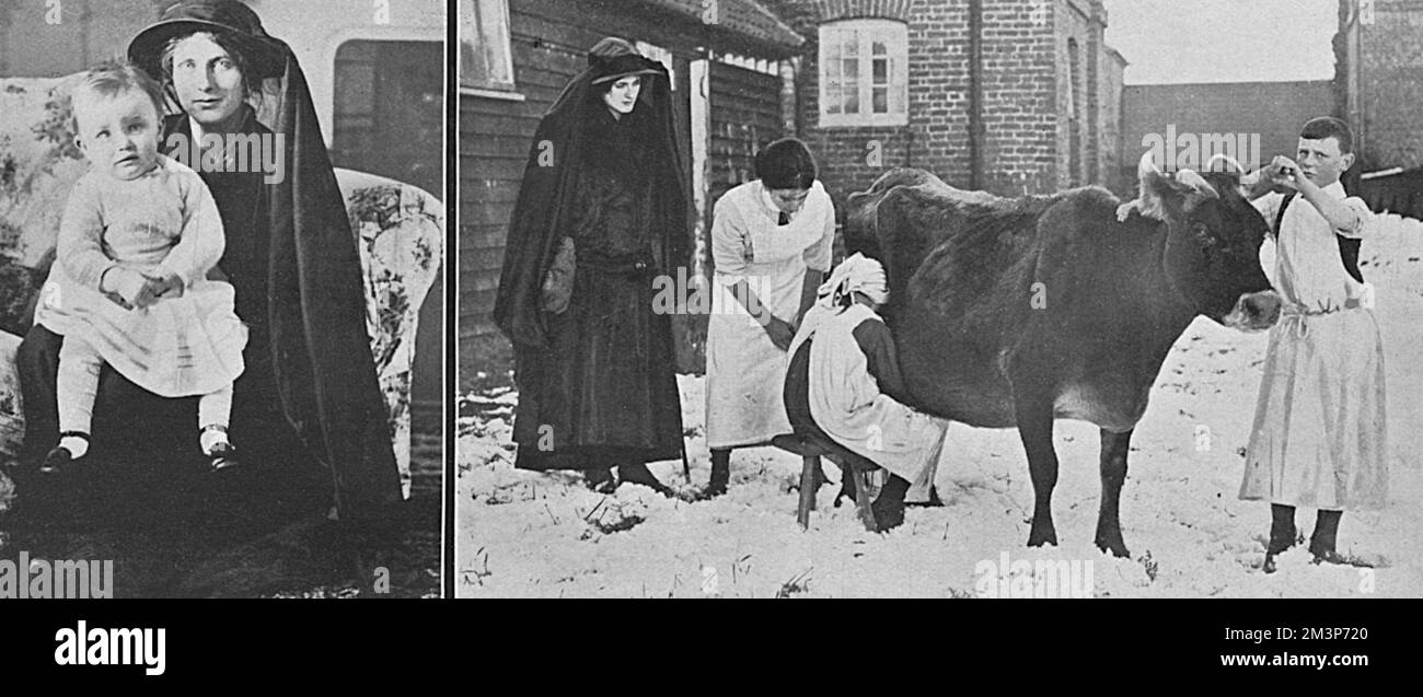 Lady Catherine Petre, formerly Catherine Margaret Boscawen, wife of Lionel Goerge Carroll, 16th Baron Petre. The 16th Baron, son of the 15th Baron and Julia Mary Cavendish-Taylor. He was born 3rd November 1890 and became a Captain in the Coldstream Guards. He was wounded near Arras in the late Spring of 1915, was repatriated and died of his wounds in September leaving two children, one born posthumously. Lady Petre subsequently remarried and became Lady Rasch. She was responsible for the restoration of the Petre family seat, Ingatestone Hall, in Essex.  Pictured here after starting a milking s Stock Photo