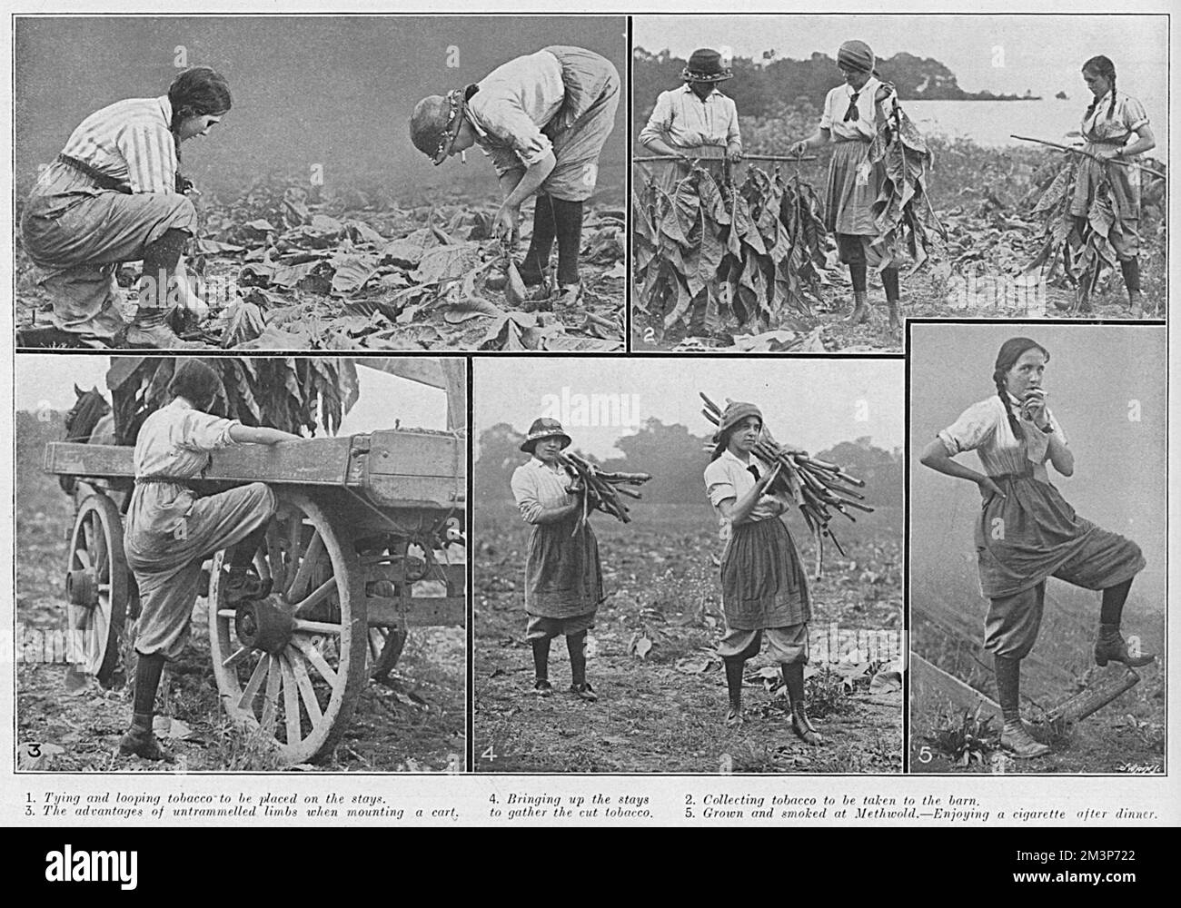 Women workers gathering the harvest on the tobacco farm at Methwold, Norfolk in 1915.  Picture 1 shows them tying and looping tobacco to be placed on stays, 2 shows them collecting tobacco to be taken to the barn, 3, 'the advantages of untrammelled limbs when mounting a cart', alluding to the breeches worn, 4, bringing the stays to gather the tobacco and 5, Grown and smoked in Methwold, a girl enjoys a cigarette after dinner.       Date: 1915 Stock Photo