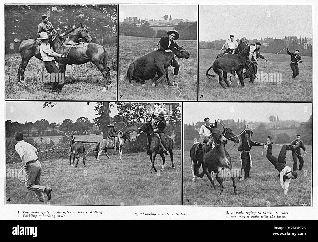 Mr Fred a horse trainer, breaking in refractory mules for the