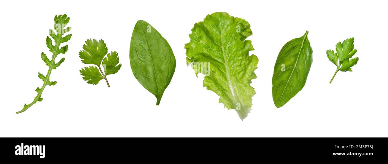 Set of different herbs on a white isolated background Stock Photo