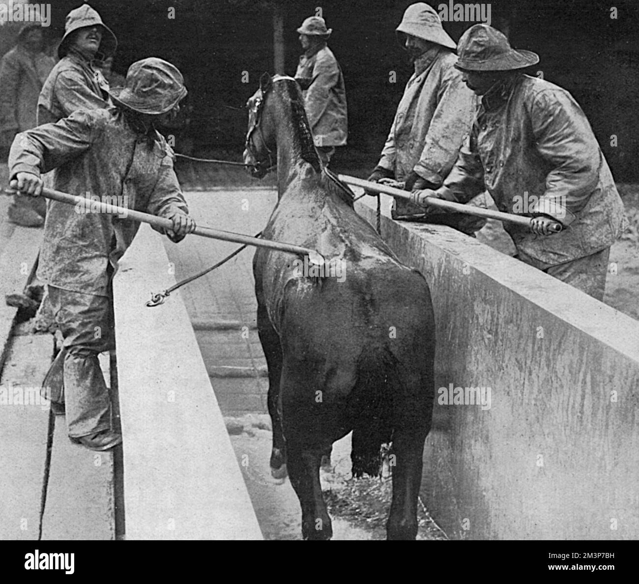 Men at a British Veterinary Hospital in France scrubbing a skin disease on a horse after a warm bath during the First World War.       Date: 1916 Stock Photo