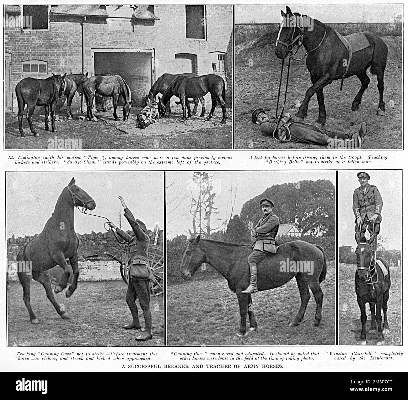 Lt. Mike Rimington, late of the 37th Lancers, seen breaking unruly and vicious horses for the British Army at the Underdale Hall Remount Department near Shrewsbury in 1916.  Rimington took on cases of the most unmanageable horses with great success.  The horses pictured here include, from top left clockwise, Savage Simon whose report from the War Office had described him as 'Vicious and quite unmanageable.  Has injured six men, some badly.  Savaged the rough rider and tore the saddle to pieces.' (Rimington is seen with his dog mascot, Tiger).  Top right photo shows Rimington demonstrating how Stock Photo