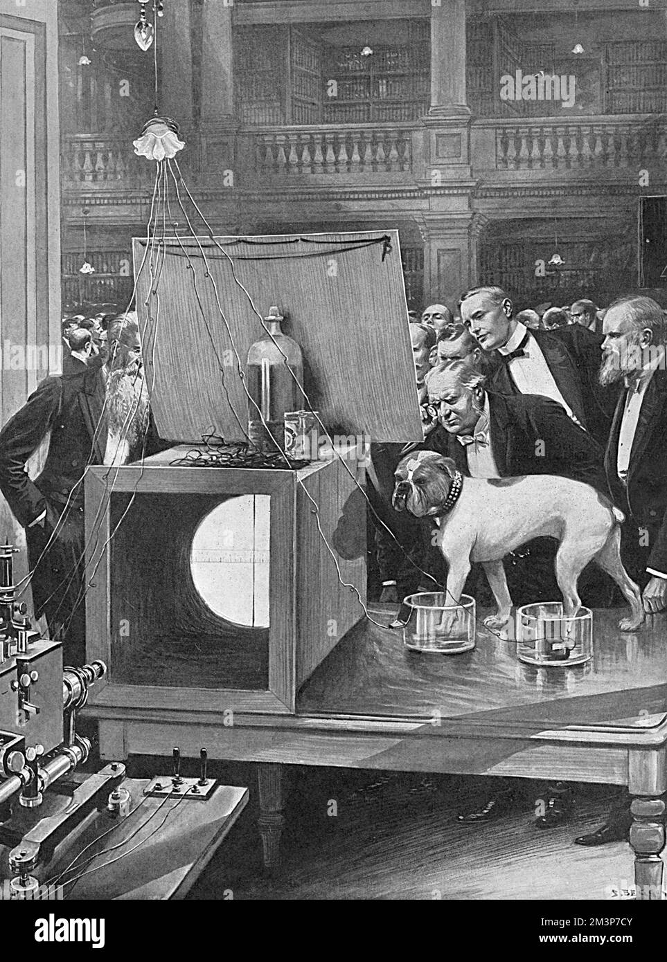 Jimmy, a Bulldog owned by Dr A.D.Waller, takes part in an experiment at the Royal Society, Burlington House, London. With one fore-leg and one hind-leg in separate pots of salt solution connected to Einthoven's string galvanometer, his heart-beat is recorded on a lime-lit sheet, a thread vibrating with each heart-beat. Several ladies in the audience also took part in the experiment, dipping their hands into the saline solution pots, and their hearts were found to be steadier than Jimmy's.     Date: May 1909 Stock Photo