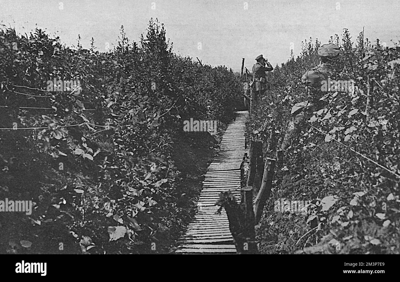 A communication trench within 1000 yards of the firing line, covered with flowers.       Date: 1916 Stock Photo
