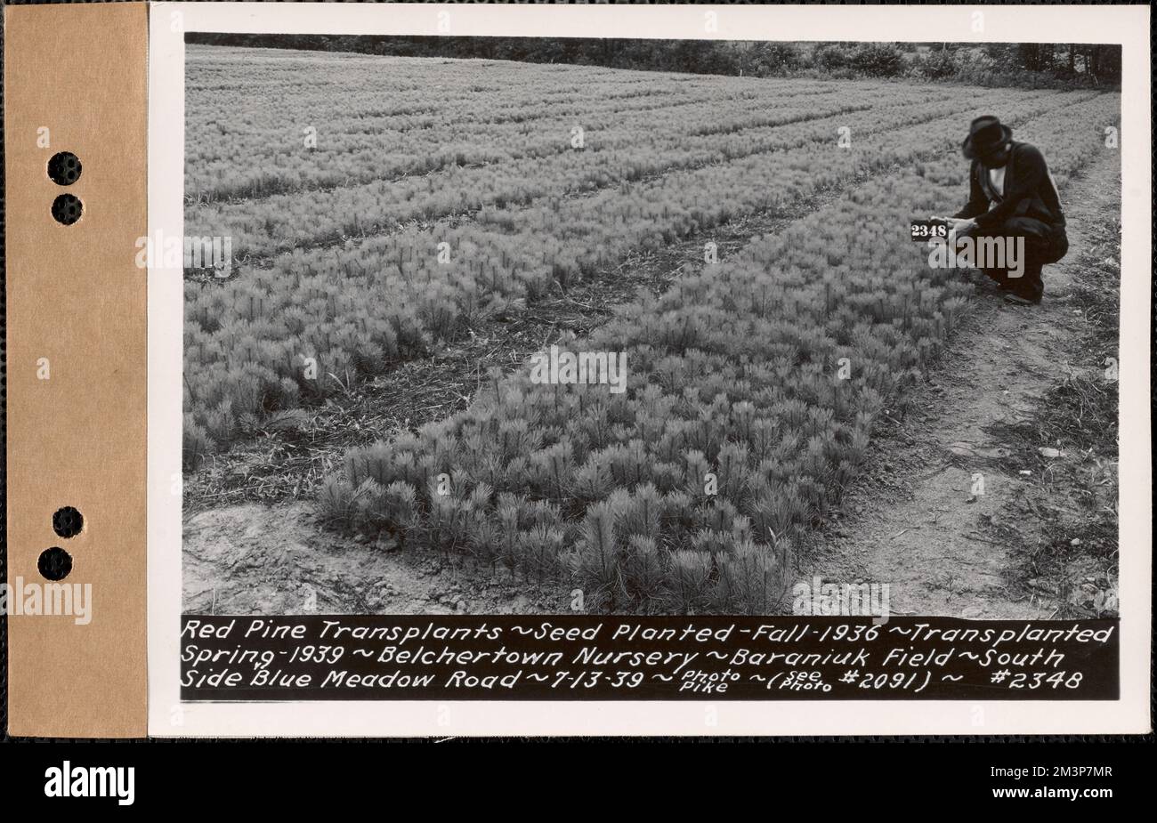 Red pine transplants, planted spring 1936, transplanted spring 1939, Baraniuk Field, south side of Blue Meadow Road, Belchertown Nursery, Belchertown, Mass., July 13, 1939 : Parcel no. 208-- , waterworks, reservoirs water distribution structures, forestry, nurseries horticulture Stock Photo